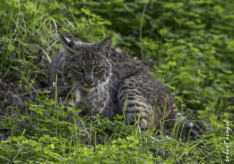 alum rock state park